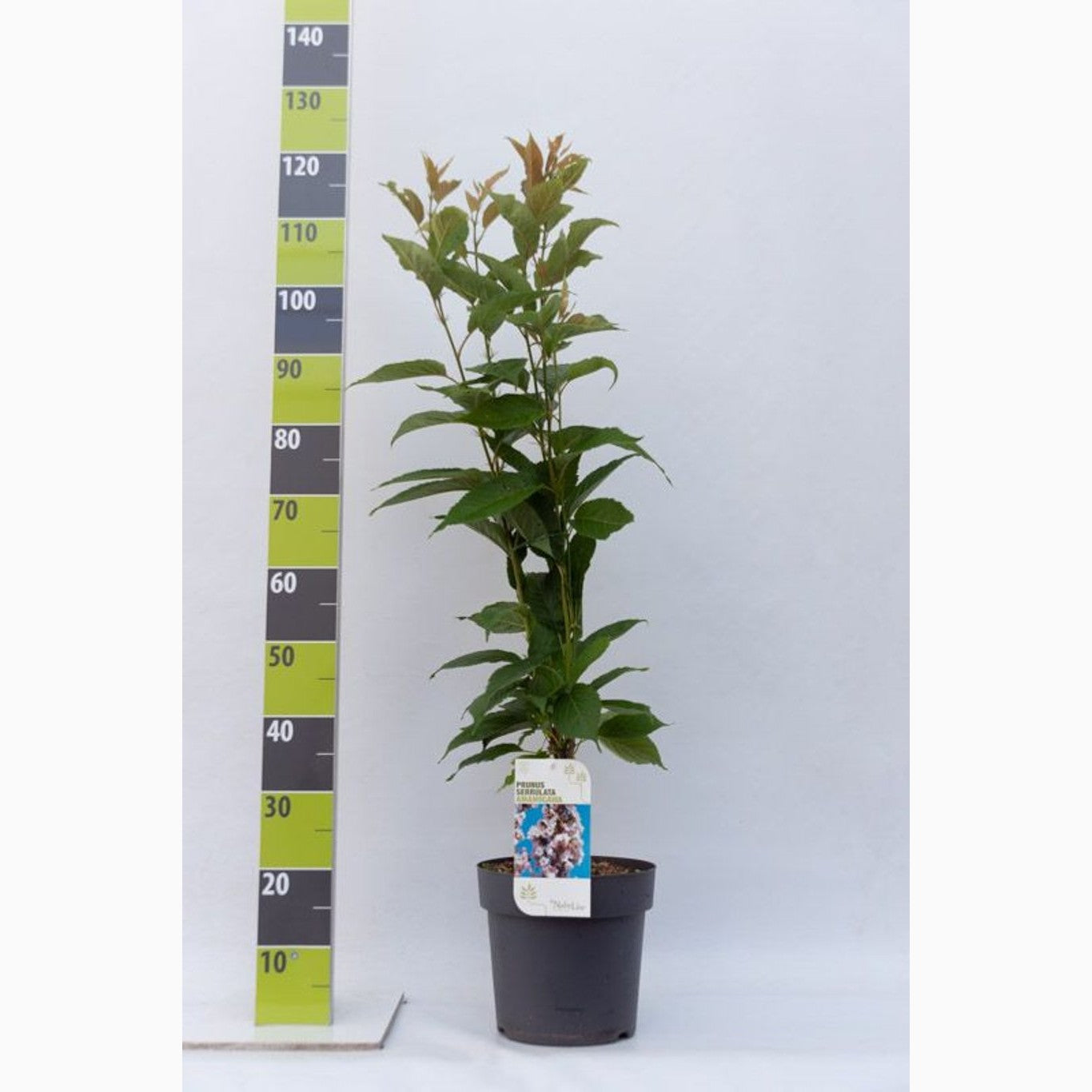 Japanskt körsbär – Prunus serrulata 'Amanogawa' - C7,5